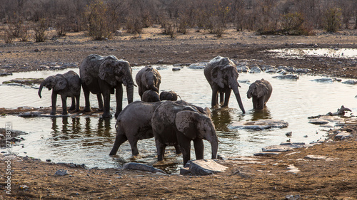 Photography herd of elephants in a waterhole in Etosha, Namibia