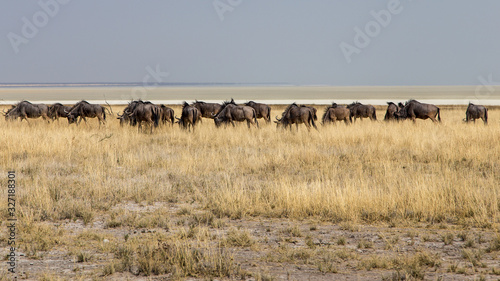 A herd of wildebeest crosses the savannah with Etosha's pan in the background, Namibia. © serge