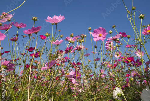 pink cosmos flower