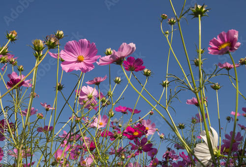 pink cosmos flower