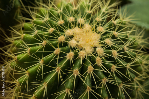 natural background with cactus texture, a plant with thorns