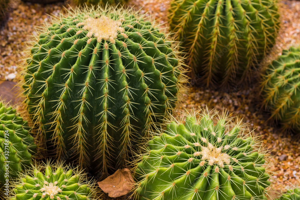 natural background with cactus texture, a plant with thorns natural background with cactus texture, a plant with thorns
