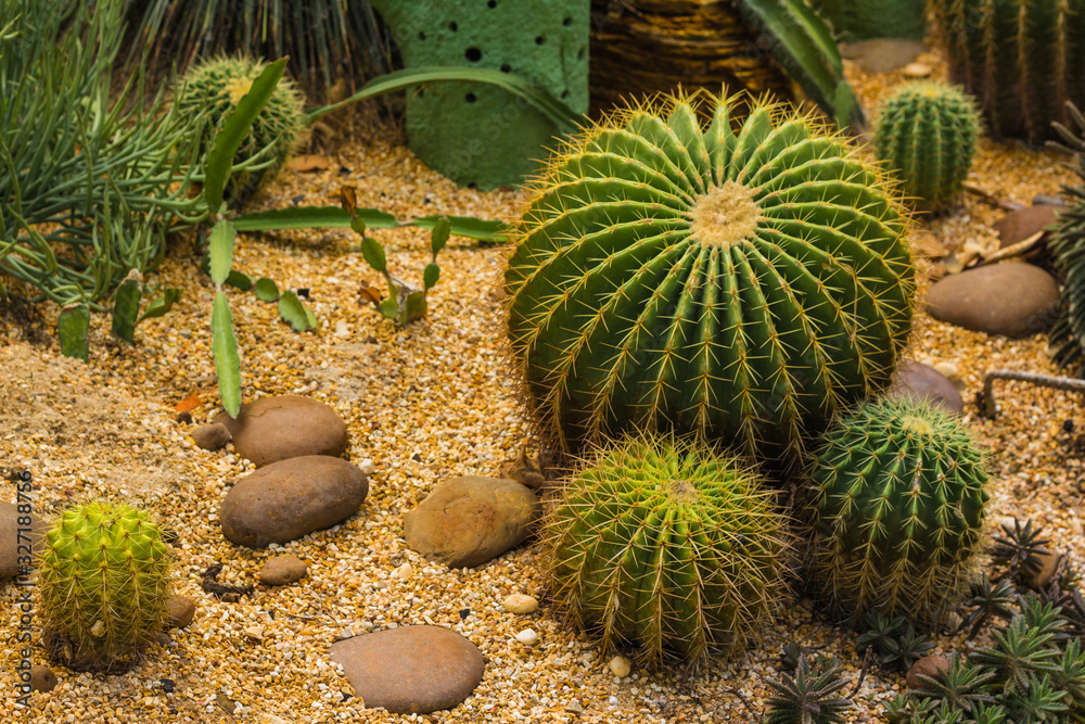 prickly plant that grows in the desert, cacti of different sizes prickly plant that grows in the desert, cacti of different sizes