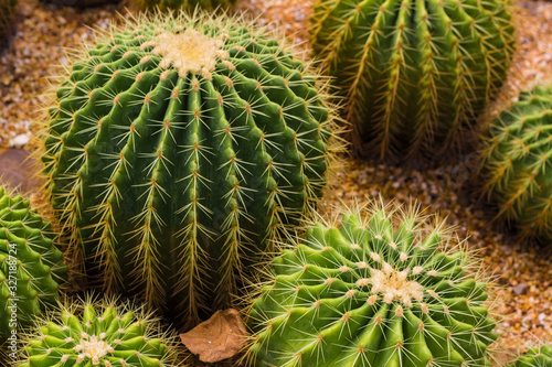 natural background with cactus texture  a plant with thorns