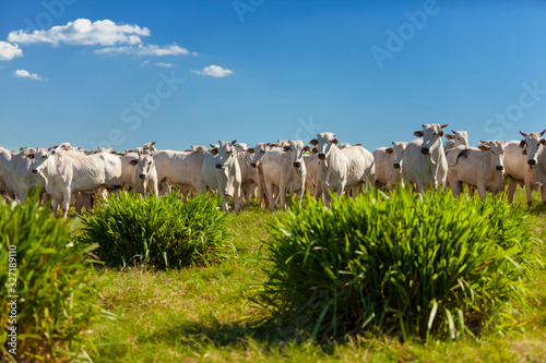 Fotografie Gado no pasto com céu azul, raça Nelore, gado selecionado