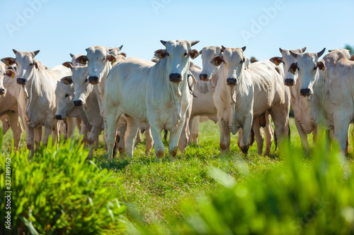 Rebanho de gado Nelore no pasto, raça Nelore, animais olhando para camera, Mato Grosso do Sul, Brasil, pecuária brasileira, agronegócio photo