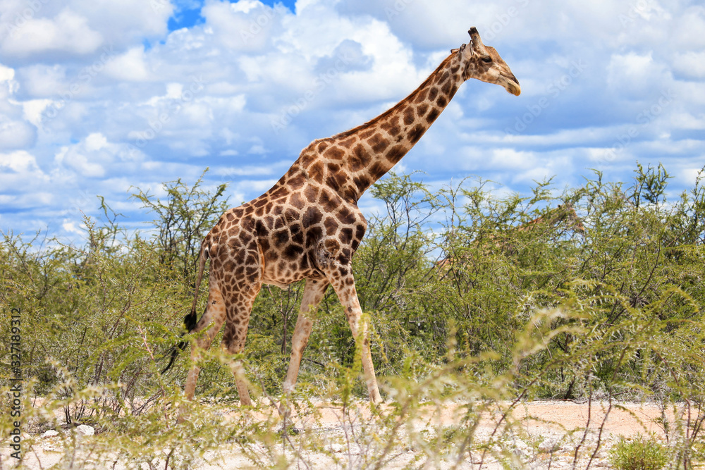 Obraz premium Giraffe