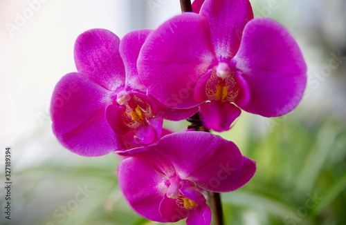 Beautiful phalaenopsis orchid closeup