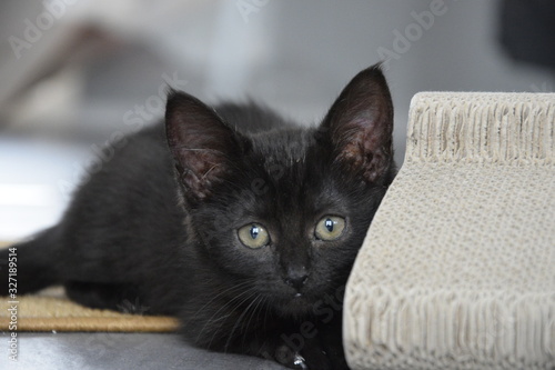 Schwarze Baby Katze Kitten