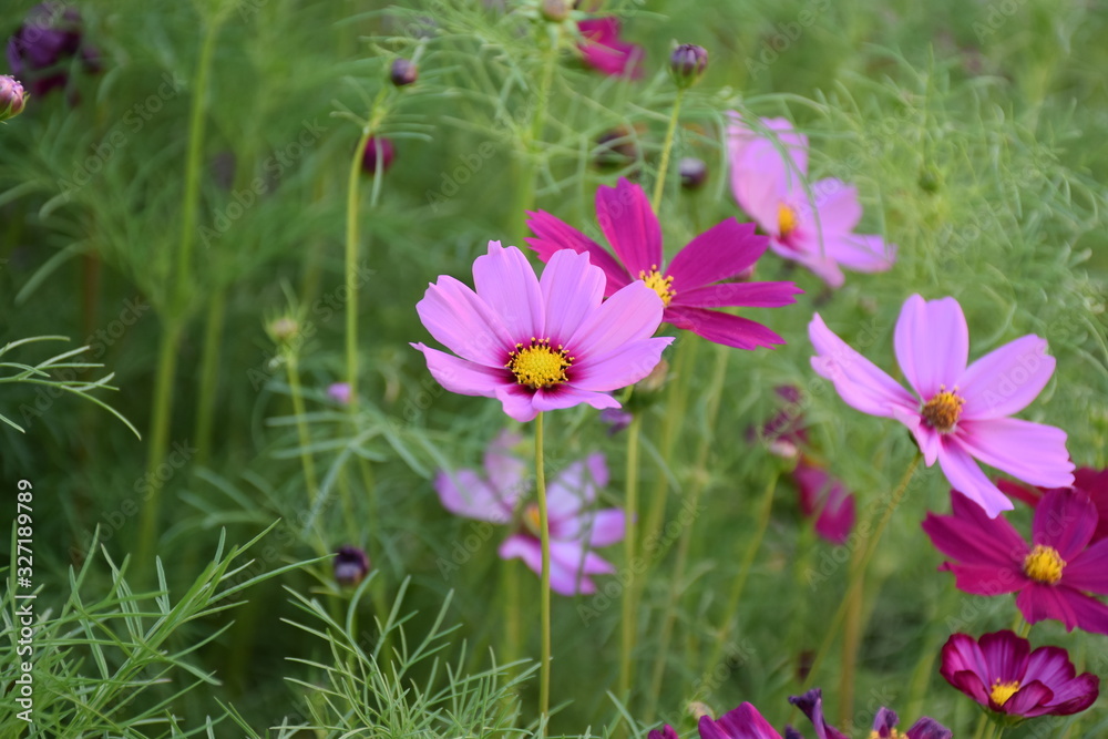 Cosmos flowers with natural background