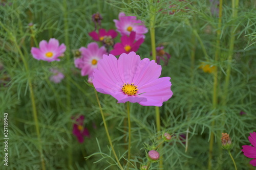 Cosmos flowers with natural background