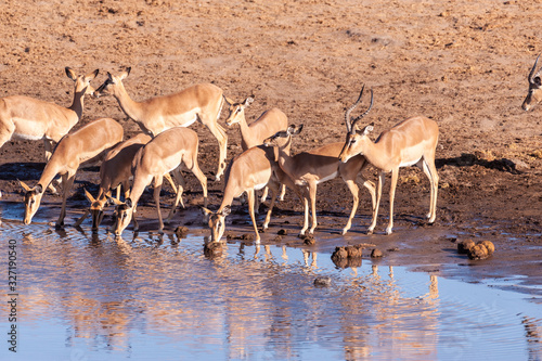 A group of Impalas -Aepyceros melampus- drinking from a waterhole in Etosha National Park  Namibia.