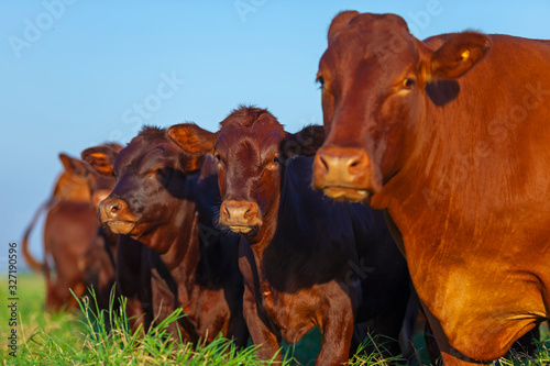 vacas e seus filhotes da raça Bonsmara no pasto photo