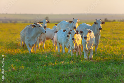 Gado Nelore, vacas e bezerros da raça Nelore no pasto no por do sol, pecuária brasileira, agronegócio
