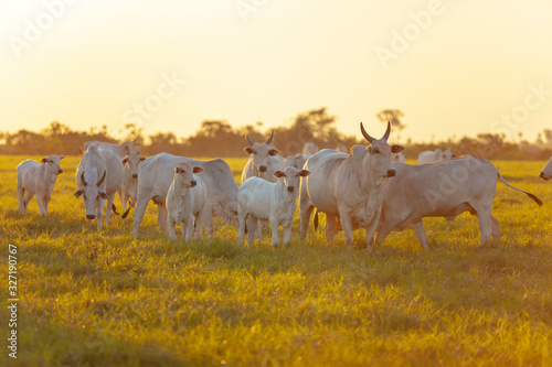 Fototapeta Naklejka Na Ścianę i Meble -  vacas e bezerros da raça Nelore no pasto no por do sol, Mato Grosso do Sul, MS, Brasil