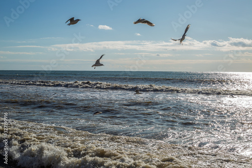 seagulls on the beach