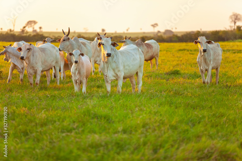 bezerros da raça Bonsmara no pasto e suas matrizes nelore,