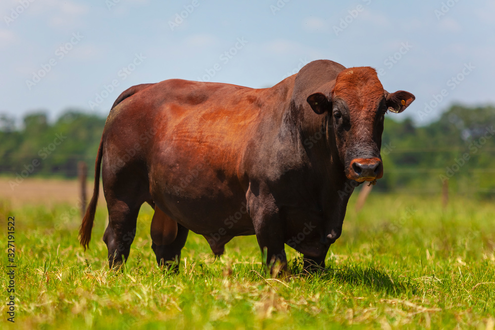 touro reprodutor da raça Bonsmara no pasto, touro touro reprodutor da raça Bonsmara no pasto, touro