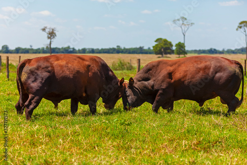 touros da raça Bonsmara no pasto se desafiando