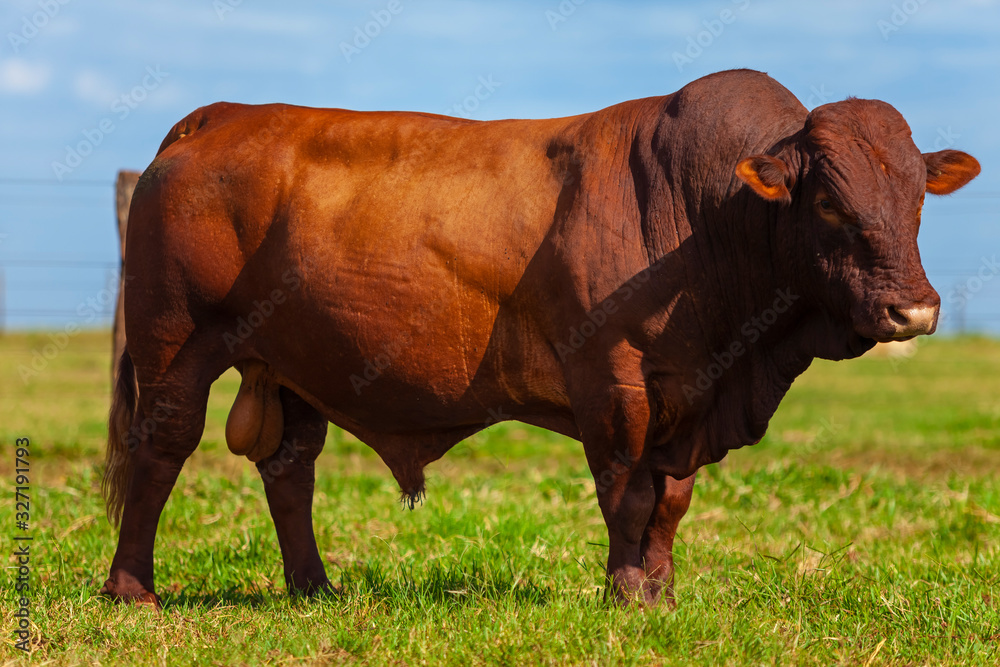 touro reprodutor da raça Bonsmara no pasto touro reprodutor da raça Bonsmara no pasto