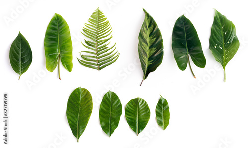 Tropical green leaves set isolated on white background