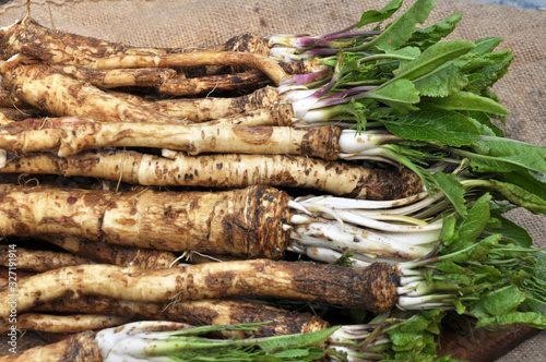 Fototapet Fresh, dug-out horseradish