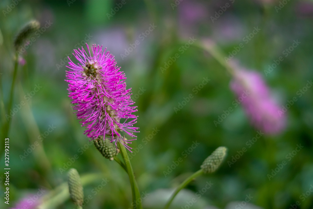 Obraz premium Pink powderpuff flower mimosa strigillosa. Nature background.