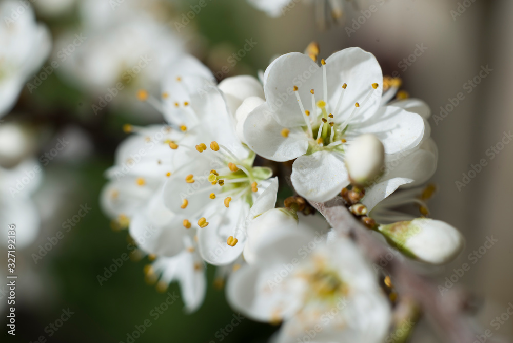 stamens of spring ans samall flowers of azerole