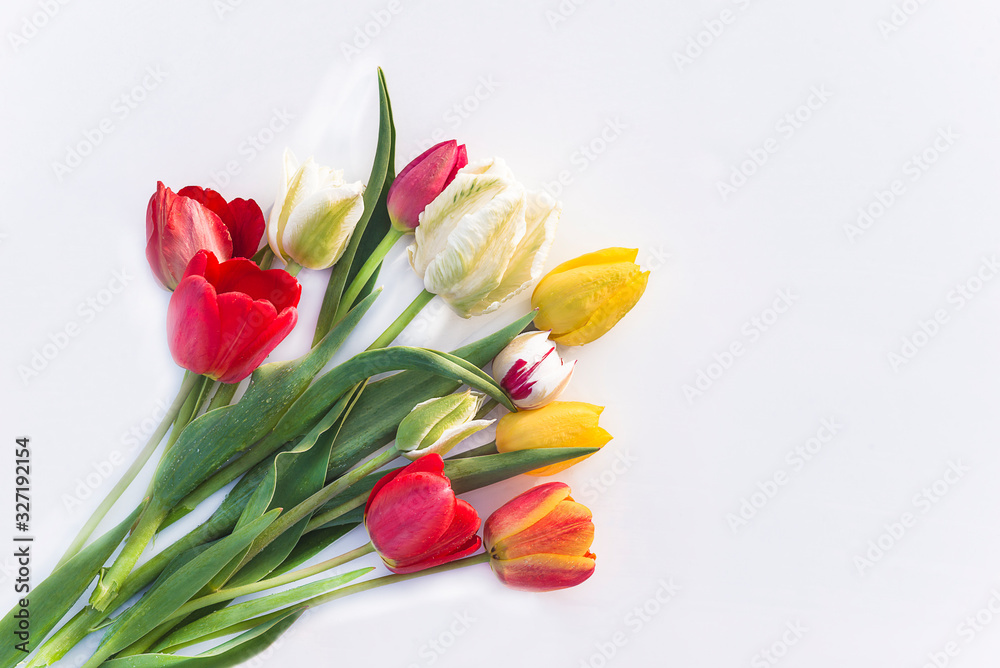 Bouquet of fresh multicolored tulips on white background; Space for text, flat lay Bouquet of fresh multicolored tulips on white background; Space for text, flat lay