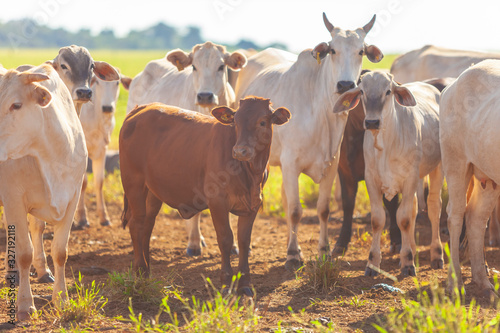 bezerros da raça Bonsmara no pasto e suas matrizes nelore