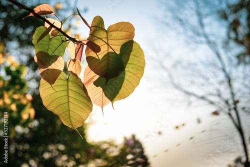 Green Bo leaf with Sunlight  in the morning, Bo tree  representing Buddhism in thailand. photo