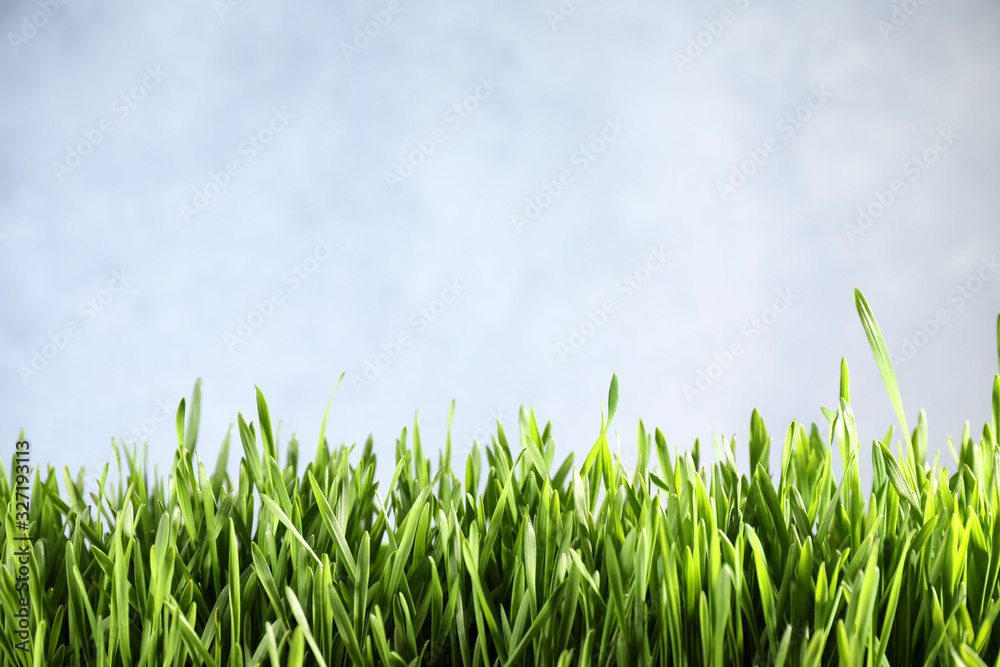 Obraz premium Fresh green grass on light background, space for text. Spring season