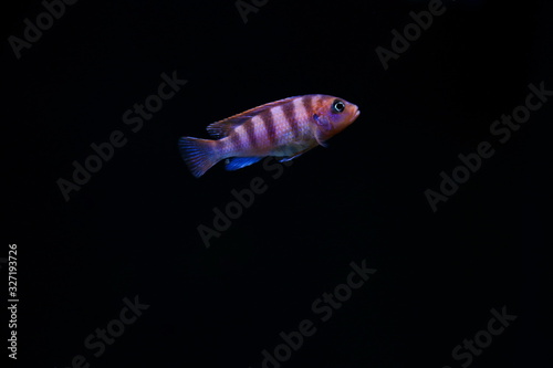 dark backdrop with aquarium fish