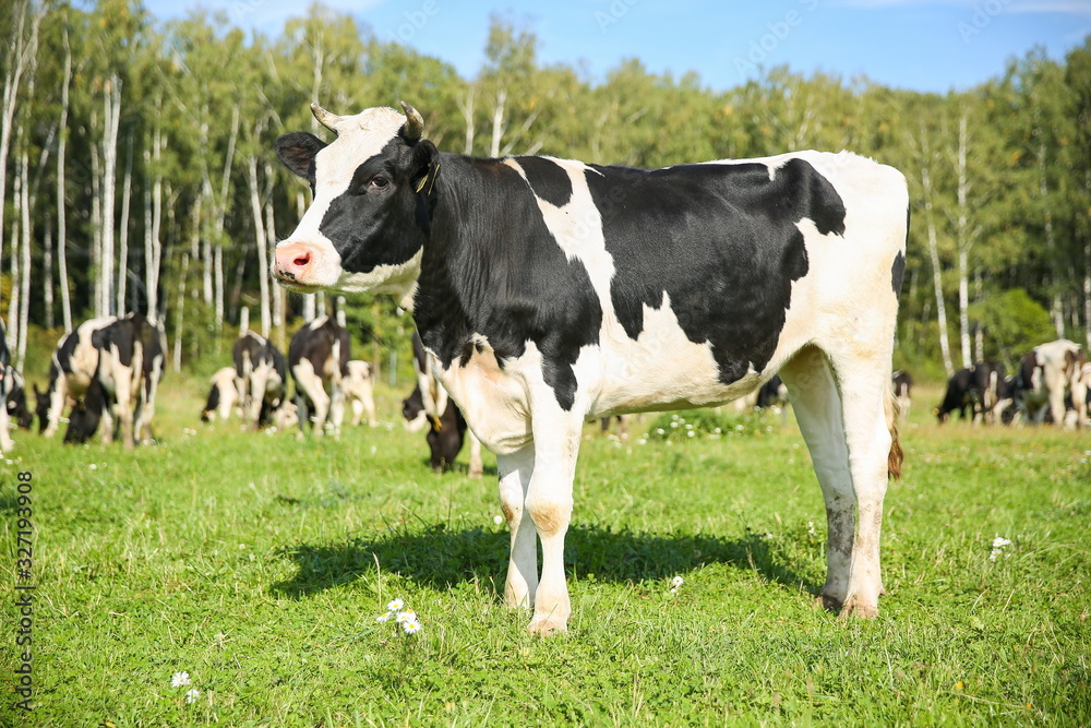 cows graze in a meadow in summer on a sunny day cows graze in a meadow in summer on a sunny day