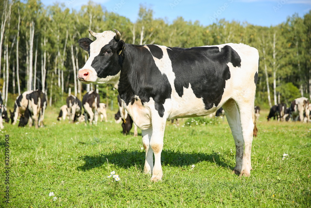 cows graze in a meadow in summer on a sunny day