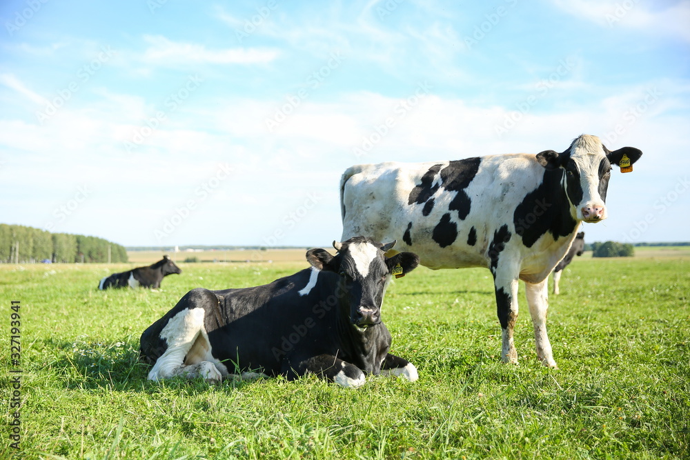 cows graze in a meadow in summer on a sunny day cows graze in a meadow in summer on a sunny day