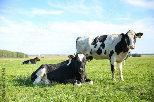 cows graze in a meadow in summer on a sunny day