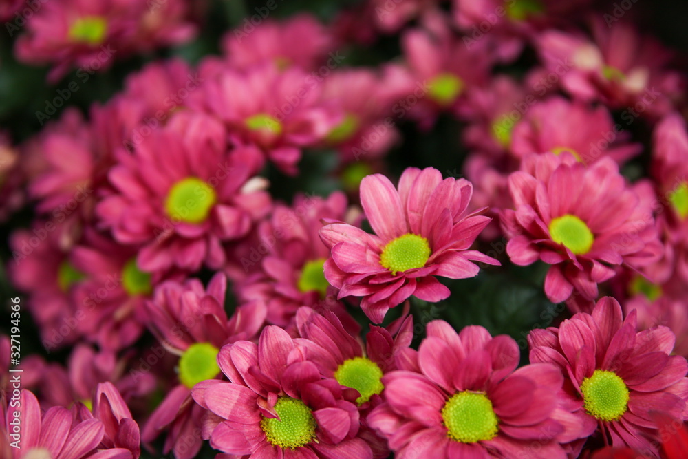 background of pink flowers close up background of pink flowers close up