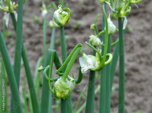 The garden grows multi-tiered onions photo