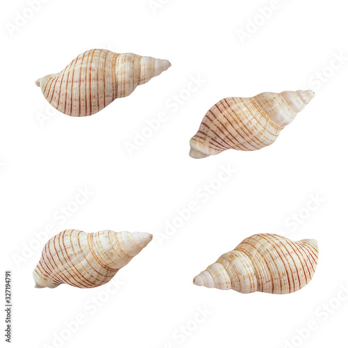 Small stripped seashells set on white background