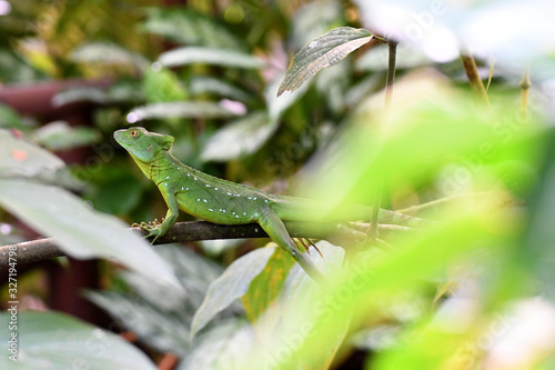 Emerald Basilisk Lizard resting on a twig