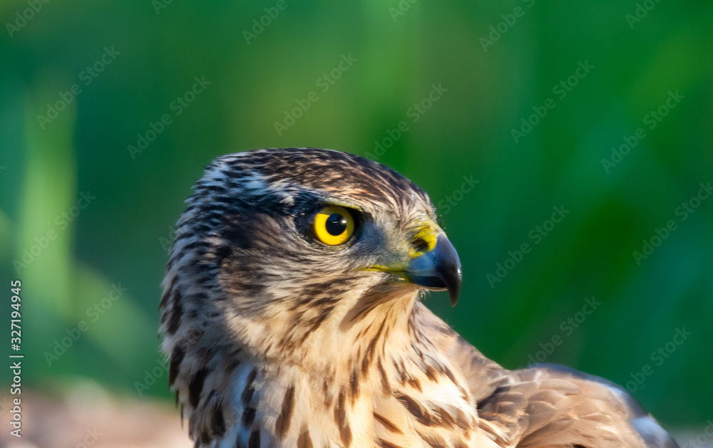 Young Northern goshawk, Accipiter gentilis, wildlife scenery, Spain