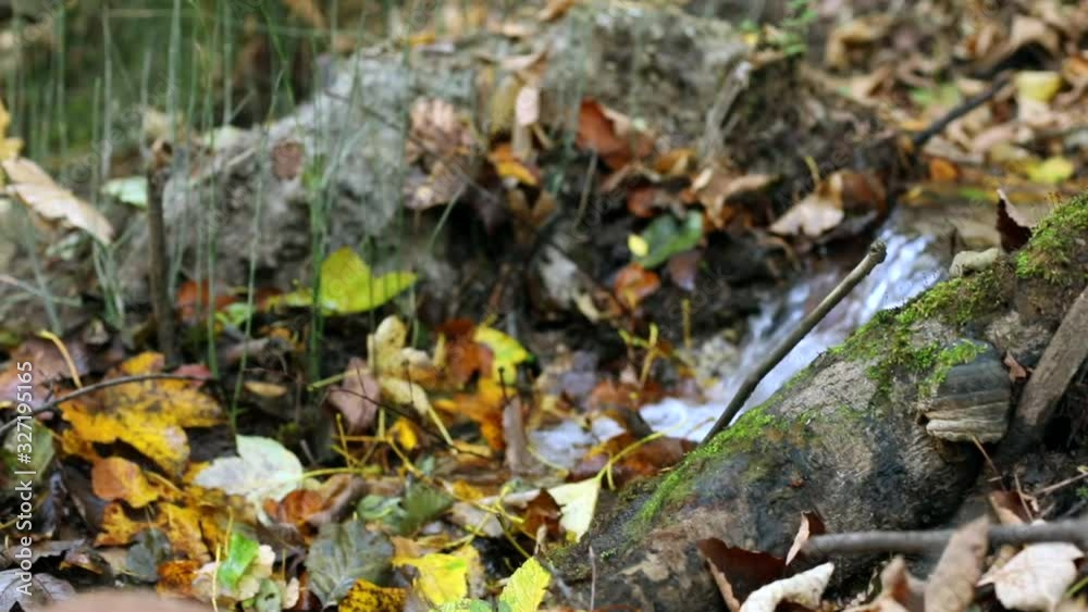 Amazing clear water stream moving down the forest with orange yellow autumn leaves on background. Ecology protection concept. Save the planet. Stop the pollution. Eco-friendly system. Wild nature.