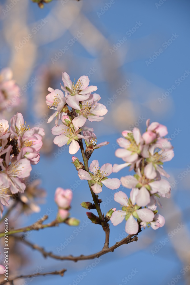Almond Blossom almond blossom flower, background, tree, pattern, nature,