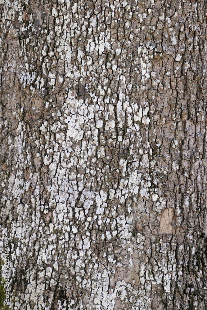 Fototapeta premium bark of a tree