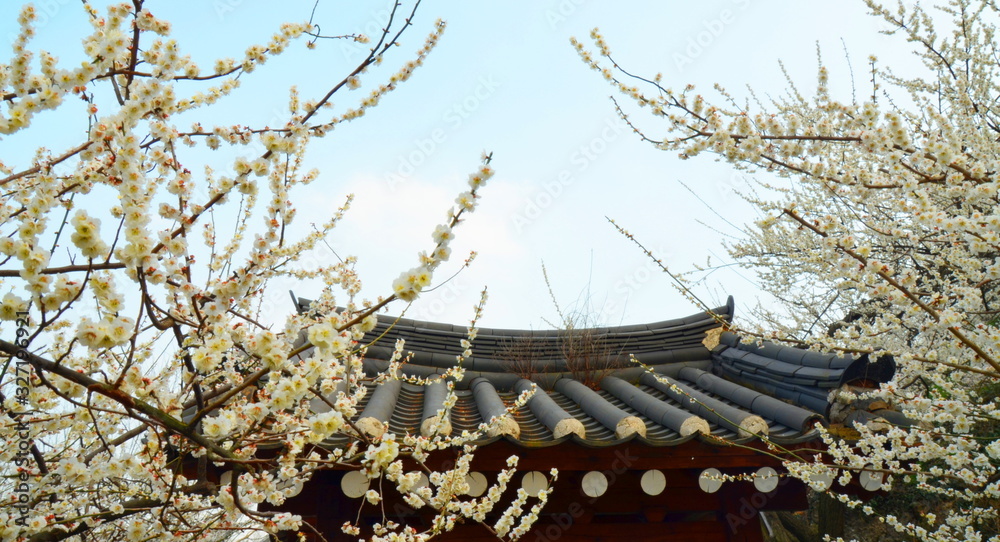 Roof of a traditional korean house (hanok) in Gwangyang, South Korea, during Maehwa flower festival. Roof of a traditional korean house (hanok) in Gwangyang, South Korea, during Maehwa flower festival.