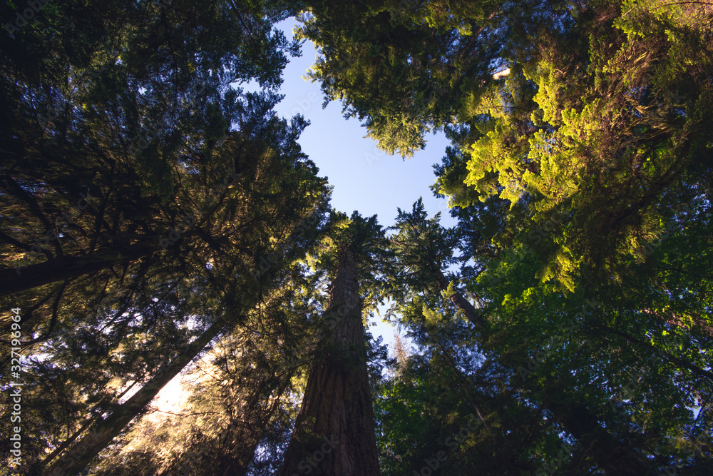 looking up into coastal rainforest trees looking up into coastal rainforest trees