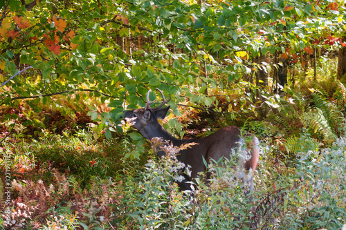 Deer eating in a forest at fall in Canada photo