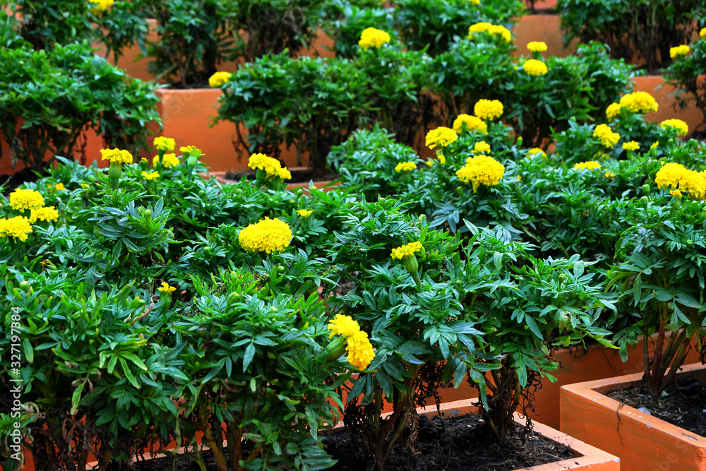 Obraz premium flowers in the garden