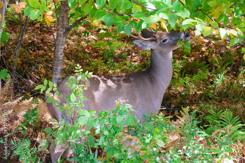 Deer eating in a forest at fall in Canada photo
